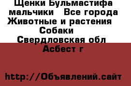 Щенки Бульмастифа мальчики - Все города Животные и растения » Собаки   . Свердловская обл.,Асбест г.